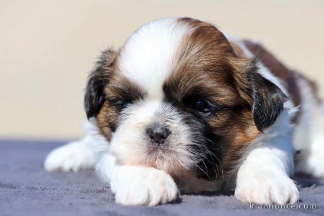 chiot Shih Tzu a donner mâle 