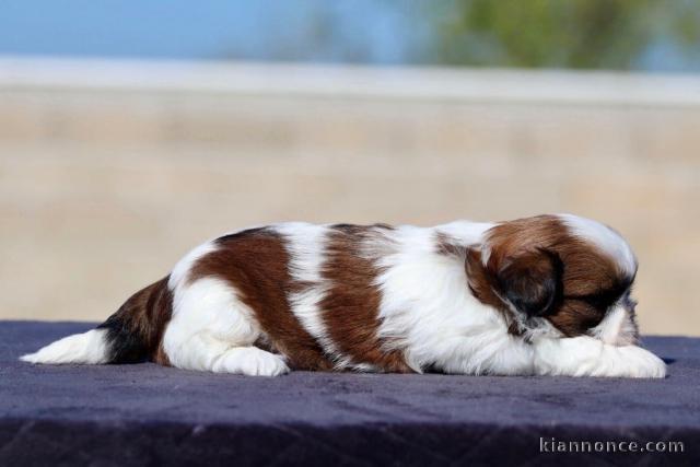 bébé chiot Shih Tzu femelle disponible 
