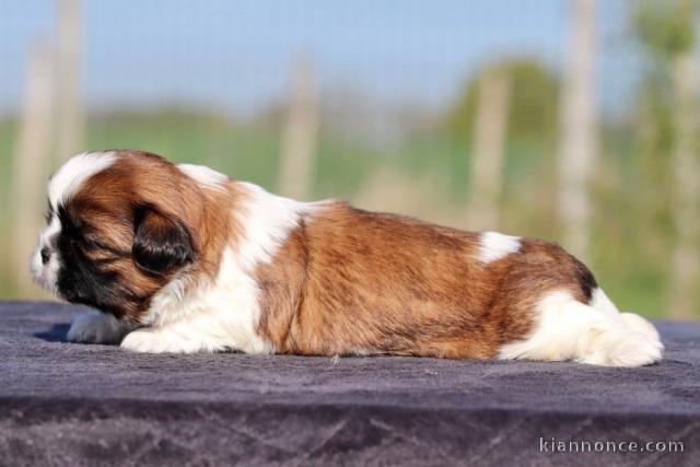 adoption chiot Shih Tzu femelle adorable 