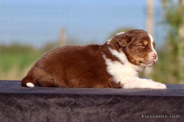 chiot berger australien disponible à adopter 