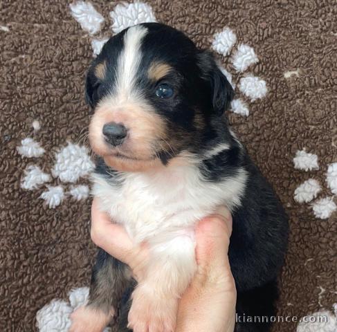 chiot berger australien disponible 