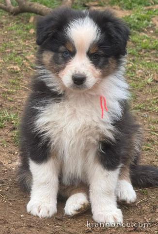 chiot berger australien disponible 