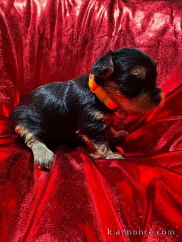 je donne chiot Yorkshire terrier 
