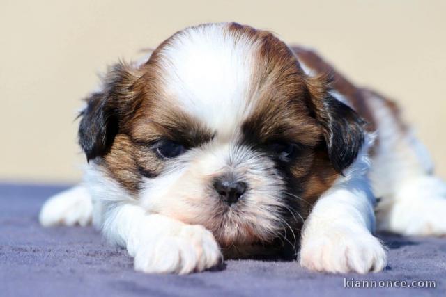 chiot Shih Tzu femelle et mâle disponible 