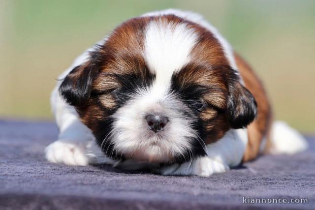 chiot Shih Tzu disponible pour adoption 