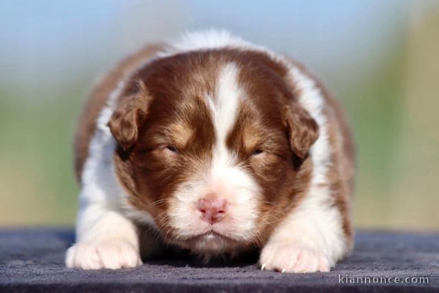 chiot berger australien disponible 