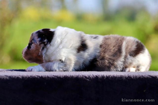 chiot berger australien lof mâle a donner 