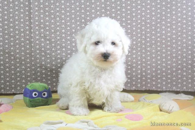 chiot berger australien lof mâle a donner 