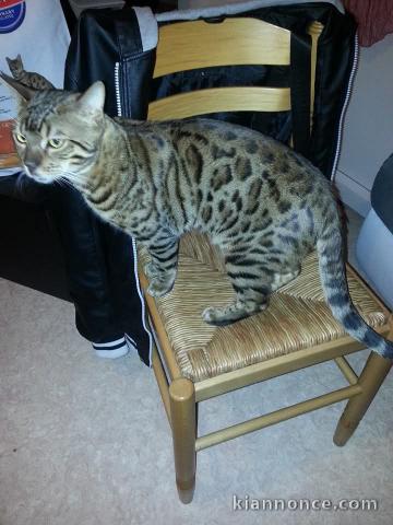 chaton Bengal pour adoption 