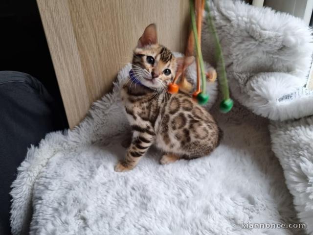 chaton Bengal pour adoption 