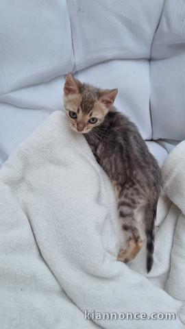 chaton Bengal pour adoption 