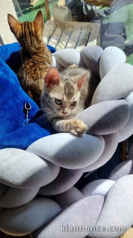 bébé chaton Bengal pour adoption 