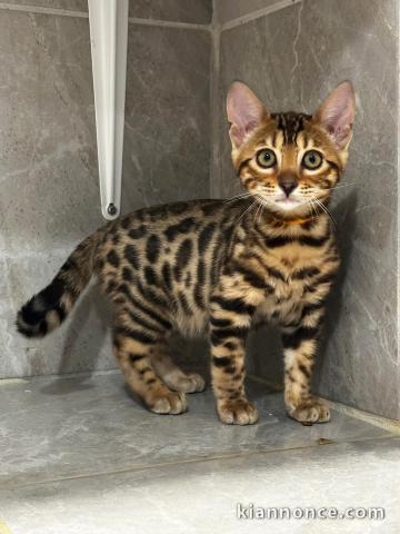 adorable chaton Bengal disponible 