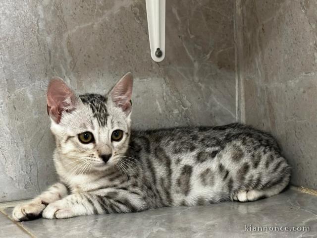 chaton Bengal pour adoption 