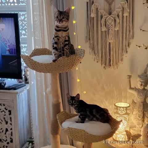 bébé chaton Bengal disponible 