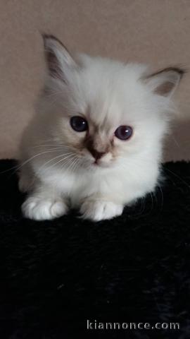 chaton sacré brimanie a donner 