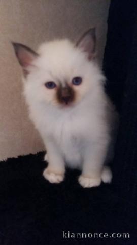 chaton sacré brimanie a donner 