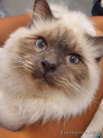 chaton sacré brimanie a donner 