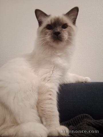 chaton sacré brimanie disponible pour adoption 