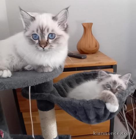 chaton sacré brimanie a donner 