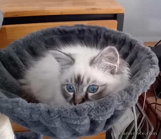 je donne chaton sacré brimanie 