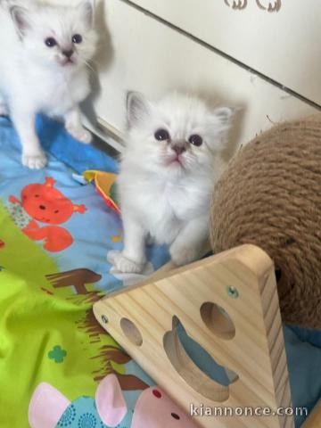 chaton sacré brimanie a donner 