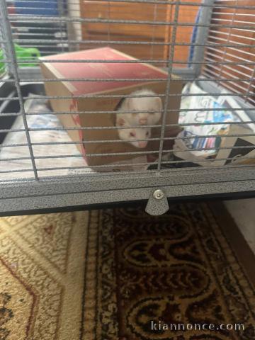 furets a donner disponible intéressé inbox 
