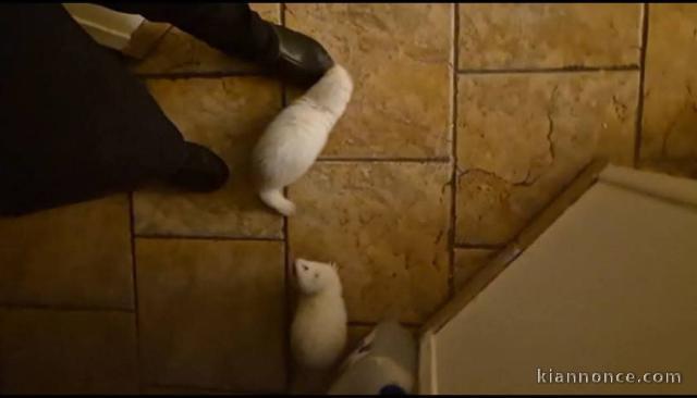 Furets disponible pour adoption 