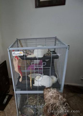 disponible Furet a donner urgent 