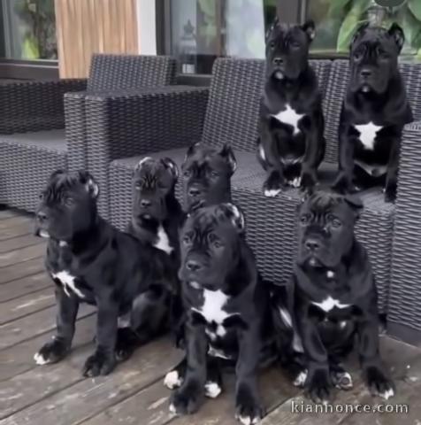 Chiots de race cane corso 