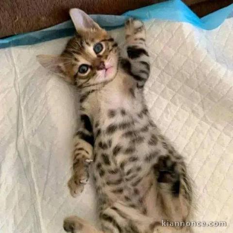 Egyptian mau x bengals disponible 