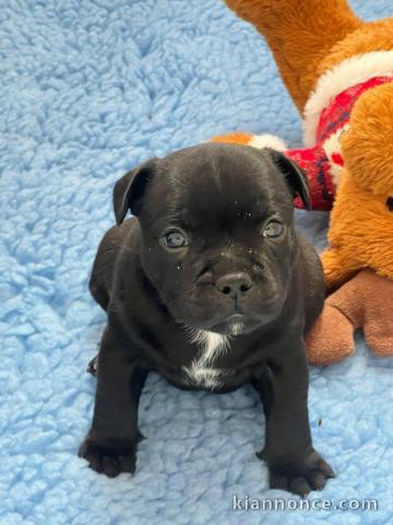 staffy a donner femelle disponible 