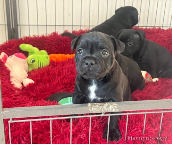 annonce chiot staffie disponible 