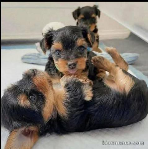 adoption chiot Yorkshire terrier 
