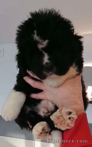 chiot Terre neuve à donner 