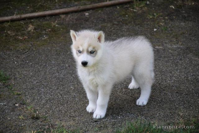je donne chiot husky sibérien 