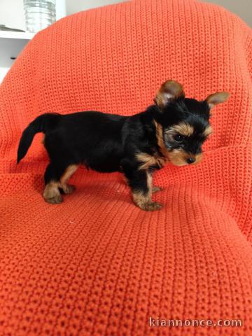 je donne chiot York toy a donner 