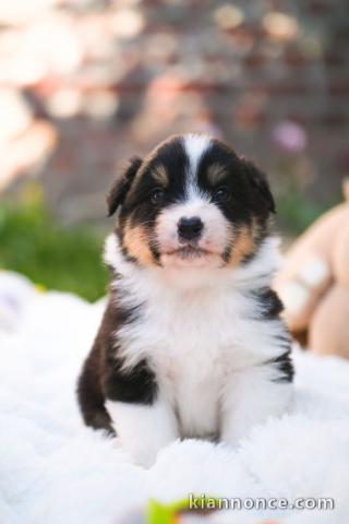 chiot berger australien disponible 