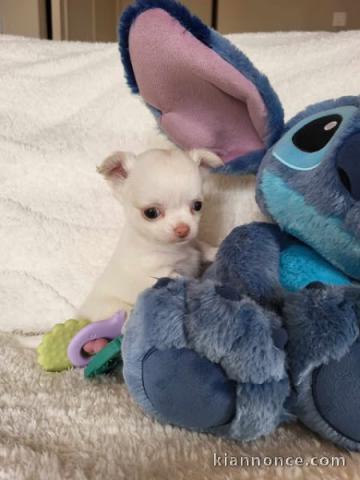 adoption chiot chihuahua femelle 
