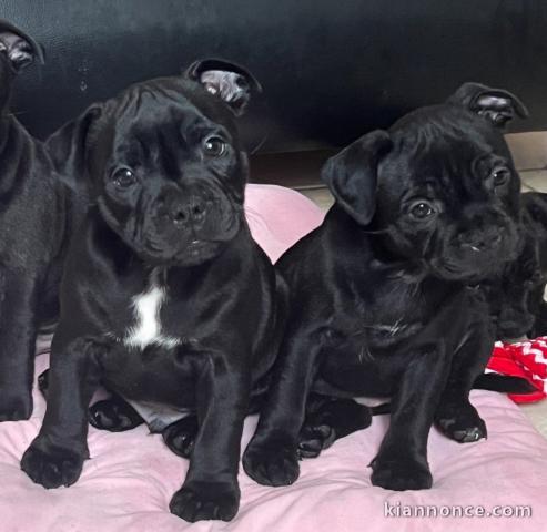 annonce des chiots staffie à adopter 