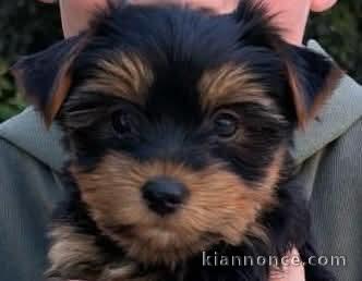 je donne chiot Yorkshire mâle 