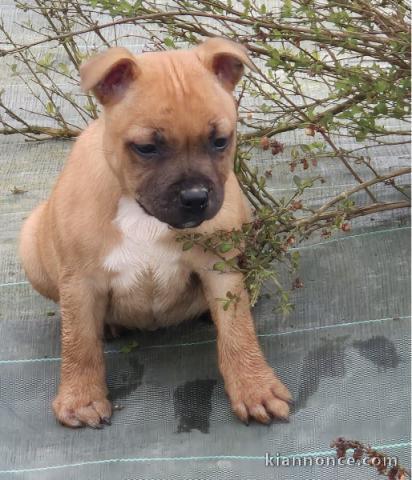 chiot staffie à adopter 