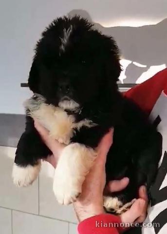 chiot terre neuve à donner 