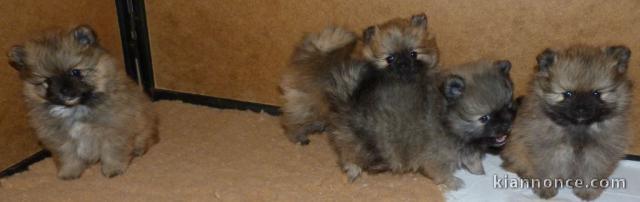 chiot spitz nain disponible à donner 
