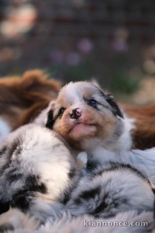 chiot berger australien lof mâle a donner 