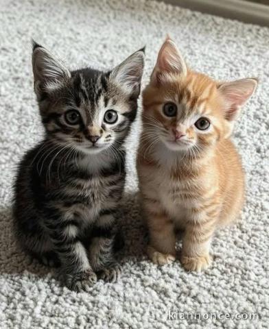chaton Maine coon à adopter 