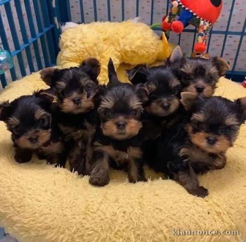 chiot Yorkshire terrier mâle et femelle disponible 