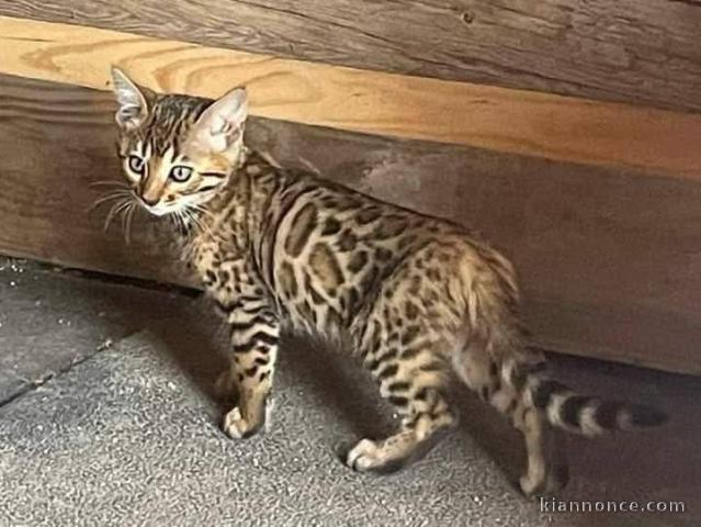 Bengal à donner disponible 