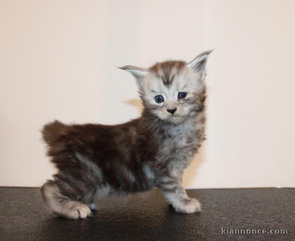 chaton Maine coon disponible pour adoption 