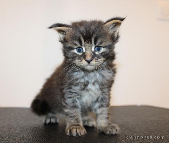 chaton Maine coon à donner 